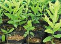Applications are invited for the Tree Banking Scheme, which provides financial assistance to encourage tree planting.
