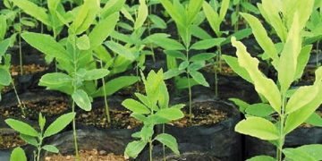 Applications are invited for the Tree Banking Scheme, which provides financial assistance to encourage tree planting.