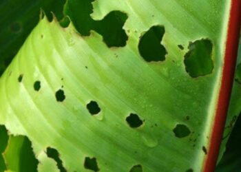 leaf-eating worms in banana cultivation