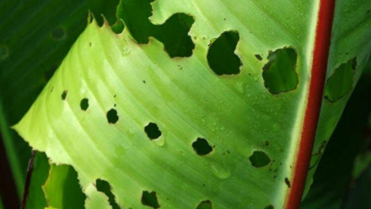 leaf-eating worms in banana cultivation