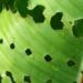 leaf-eating worms in banana cultivation