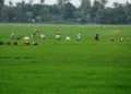 crop insurance