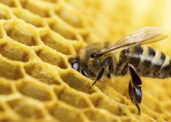 Scientific Training on 'Beekeeping'