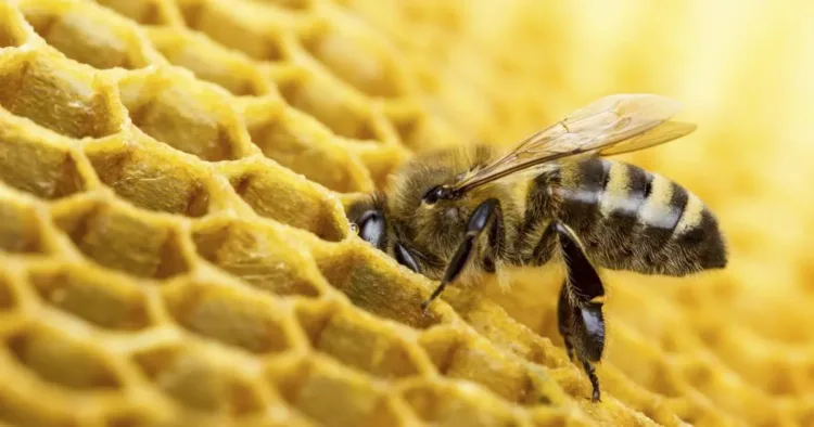 Scientific Training on 'Beekeeping'