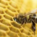 Scientific Training on 'Beekeeping'