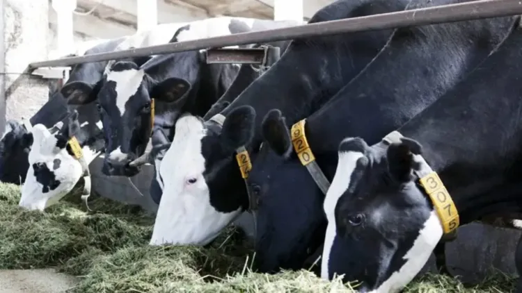 Department of Dairy Development conducting Training program on scientific cow husbandry