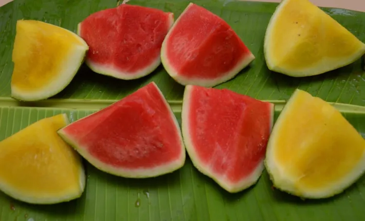 Watermelon farming