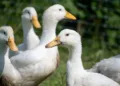 Ducks for sale at Aluva State Seed Farm