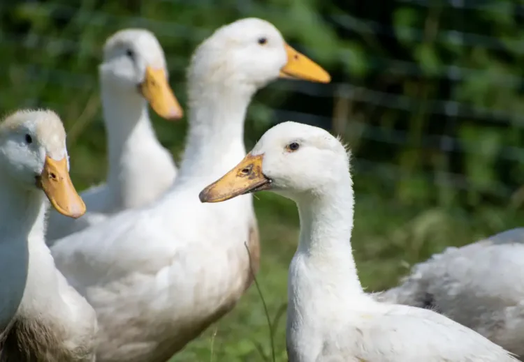 Ducks for sale at Aluva State Seed Farm