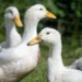 Ducks for sale at Aluva State Seed Farm