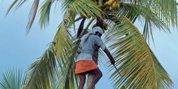 Coconut climbing training is provided under the auspices of the Coconut Development Board.