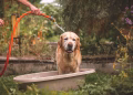 The Animal Welfare Department has issued guidelines for the summer care of domestic animals