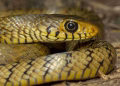 Ptyas mucosa