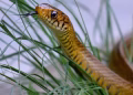 The final stage of discussions to declare the rat snake as the state reptile is in progress