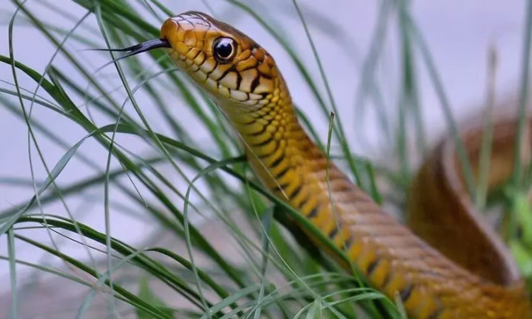 The final stage of discussions to declare the rat snake as the state reptile is in progress