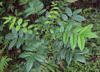 Ailanthus triphysa