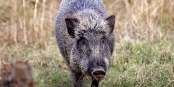 Union Minister for Forest and Environment Bhupendra Yadav clarified that wild boar will not be declared vermin