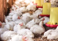 Broiler chicken farming reality malayalam