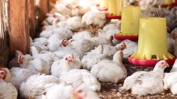 Broiler chicken farming reality malayalam