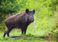 wildboar