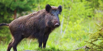 wildboar