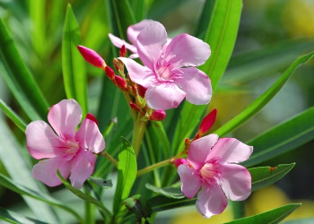 Arali