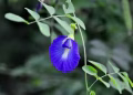 butterfly pea